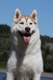 SIBERIAN HUSKY 633